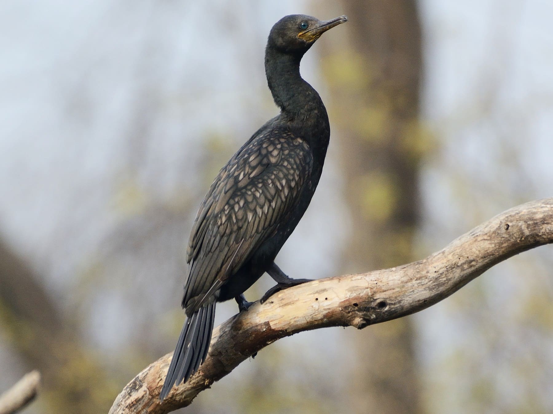 Indian Cormorant (Indian Shag)